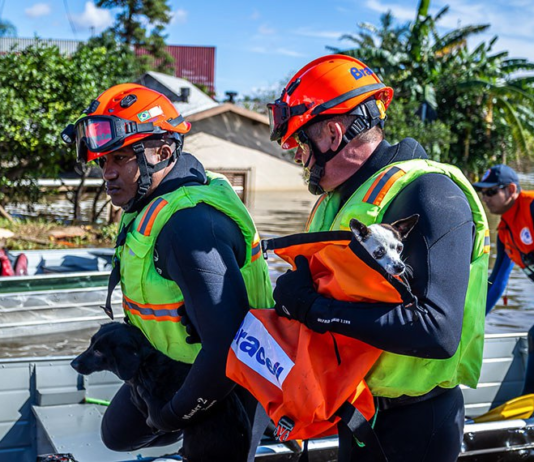 Política de proteção a animais resgatados em desastres agora é lei