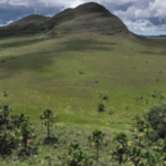 Pesquisa mostra que áreas úmidas do Cerrado armazenam mais carbono do que florestas na Amazônia