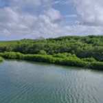 Pesquisadores criam índice para avaliar saúde do solo em manguezais