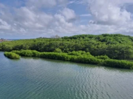 Pesquisadores criam índice para avaliar saúde do solo em manguezais