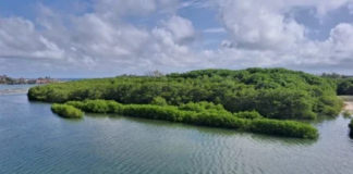 Pesquisadores criam índice para avaliar saúde do solo em manguezais