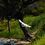 O ataque às áreas de preservação ambiental (APAs)