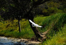 O ataque às áreas de preservação ambiental (APAs)