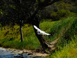 O ataque às áreas de preservação ambiental (APAs)