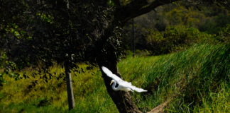 O ataque às áreas de preservação ambiental (APAs)