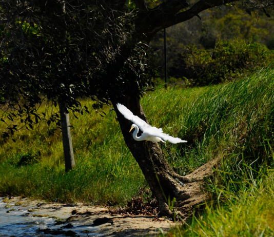 O ataque às áreas de preservação ambiental (APAs)
