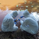 A pavimentação da BR-319 trará aumento de riscos de biossegurança, aponta artigo publicado pela Science