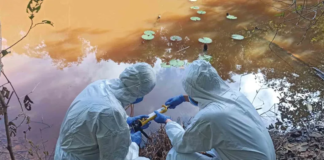 A pavimentação da BR-319 trará aumento de riscos de biossegurança, aponta artigo publicado pela Science