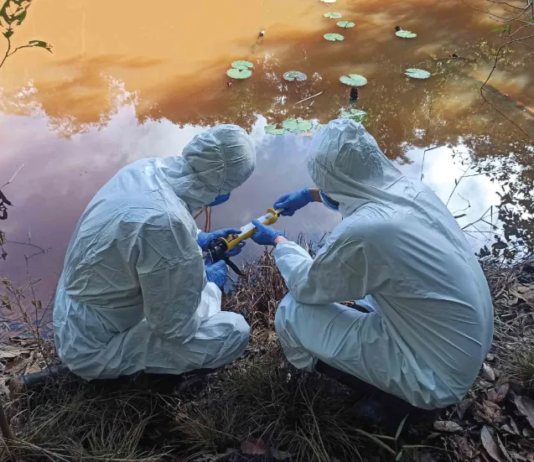 A pavimentação da BR-319 trará aumento de riscos de biossegurança, aponta artigo publicado pela Science