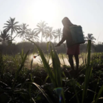 Agrotóxicos geram estragos no microbioma intestinal, causando diabetes e outras doenças