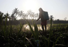 Agrotóxicos geram estragos no microbioma intestinal, causando diabetes e outras doenças