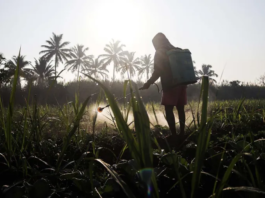 Agrotóxicos geram estragos no microbioma intestinal, causando diabetes e outras doenças