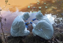 A pavimentação da BR-319 trará aumento de riscos de biossegurança, aponta artigo publicado pela Science