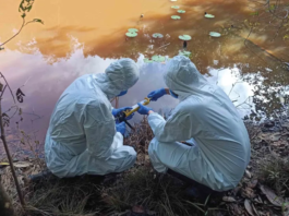 A pavimentação da BR-319 trará aumento de riscos de biossegurança, aponta artigo publicado pela Science