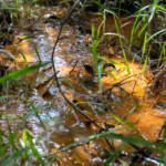 ANA abre chamamento para reconhecer projetos de conservação de água e solo no Programa Produtor de Água