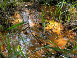 ANA abre chamamento para reconhecer projetos de conservação de água e solo no Programa Produtor de Água