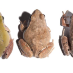 O alerta da rã-cachorro sobre agrotóxicos à base de glifosato