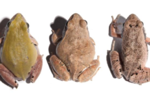 O alerta da rã-cachorro sobre agrotóxicos à base de glifosato