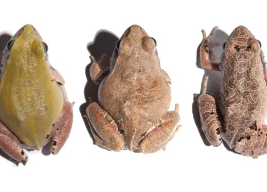 O alerta da rã-cachorro sobre agrotóxicos à base de glifosato