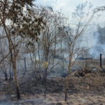 Secas mais longas e mudanças nas chuvas já ocorrem na Amazônia, apontam pesquisas