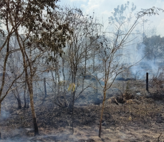 Secas mais longas e mudanças nas chuvas já ocorrem na Amazônia, apontam pesquisas