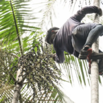 Governo investe R$ 132 milhões em regularização fundiária na Amazônia