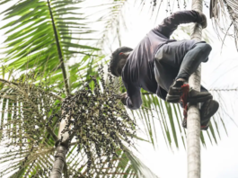 Governo investe R$ 132 milhões em regularização fundiária na Amazônia