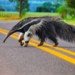 Pl de segurança viária para reduzir atropelamento de animais silvestres em rodovias é aprovado