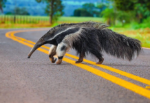 Pl de segurança viária para reduzir atropelamento de animais silvestres em rodovias é aprovado