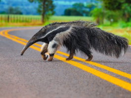 Pl de segurança viária para reduzir atropelamento de animais silvestres em rodovias é aprovado