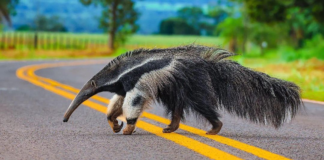 Pl de segurança viária para reduzir atropelamento de animais silvestres em rodovias é aprovado