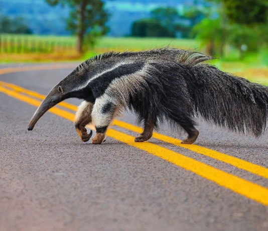 Pl de segurança viária para reduzir atropelamento de animais silvestres em rodovias é aprovado