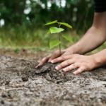 Compensação ambiental não compensa!