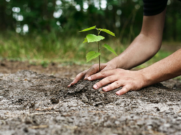Compensação ambiental não compensa!