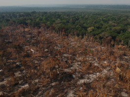 O desmonte ambiental como ruptura histórica das bases ecológicas da sociedade