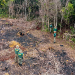 Ibama embarga 386 hectares desmatados ilegalmente na Mata Atlântica