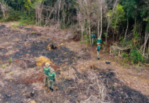 Ibama embarga 386 hectares desmatados ilegalmente na Mata Atlântica