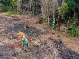 Ibama embarga 386 hectares desmatados ilegalmente na Mata Atlântica