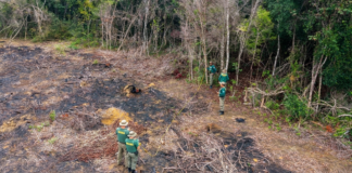 Ibama embarga 386 hectares desmatados ilegalmente na Mata Atlântica