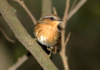 Desmatamento altera características físicas de aves da Mata Atlântica