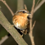 Desmatamento altera características físicas de aves da Mata Atlântica