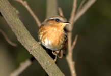 Desmatamento altera características físicas de aves da Mata Atlântica