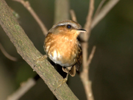 Desmatamento altera características físicas de aves da Mata Atlântica