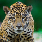 92% dos brasileiros demonstram preocupação com animais silvestres – e unidades do ICMBio mostram como a conservação acontece na prática