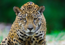 92% dos brasileiros demonstram preocupação com animais silvestres – e unidades do ICMBio mostram como a conservação acontece na prática