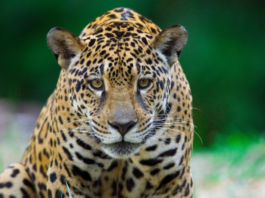 92% dos brasileiros demonstram preocupação com animais silvestres – e unidades do ICMBio mostram como a conservação acontece na prática