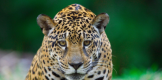 92% dos brasileiros demonstram preocupação com animais silvestres – e unidades do ICMBio mostram como a conservação acontece na prática