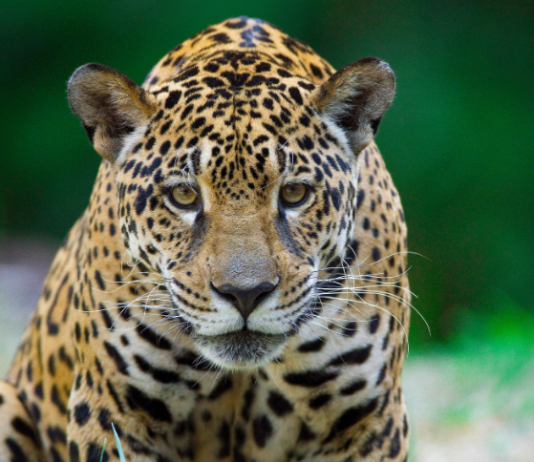 92% dos brasileiros demonstram preocupação com animais silvestres – e unidades do ICMBio mostram como a conservação acontece na prática