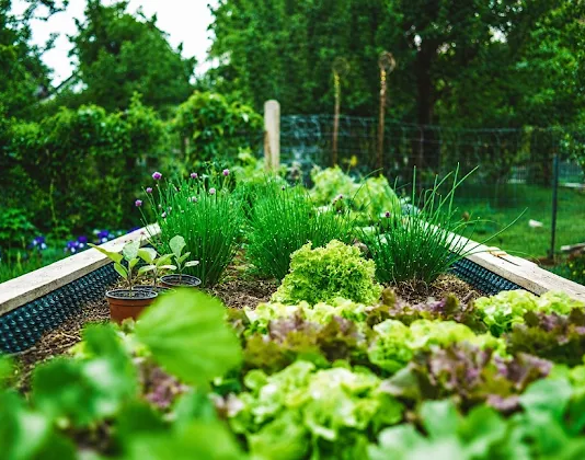 Embrapa e MDS lançam curso EAD Gratuito de agricultura urbana para todo o Brasil.