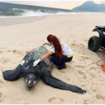Tartaruga-de-couro de 200 kg morre em Itaipuaçu e exames fazem alerta sobre o plástico nos oceanos